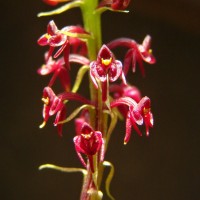 Malaxis discolor (Lindl.) Kuntze